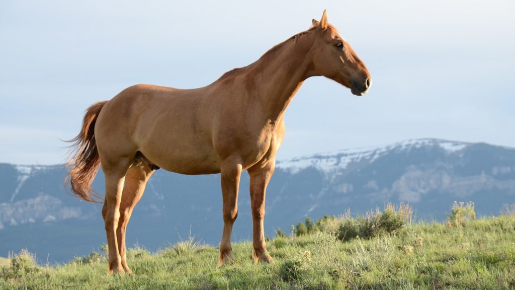 Horse on hill